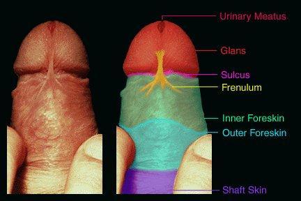 The outer foreskin is similar to the skin of the shaft skin. The inner foreskin is mucous membrane, as is the surface of the glans.