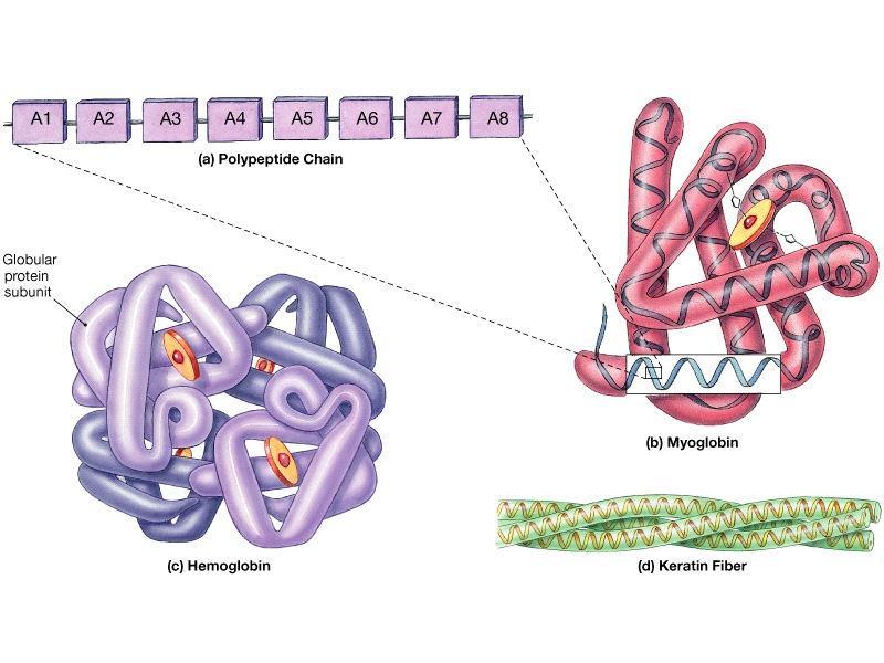 Protein Structure The function of a