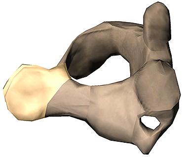 The spinous process serves as the attachment site for many muscles of the spine, as well as the nuchal ligament.