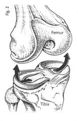 Articular Cartilage Motion Control: The articular cartilage determines what motion will occur.