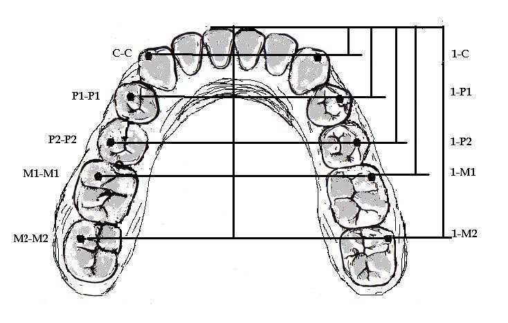 Dimensions of dental arches and its application on dental prosthesis construction models of the subjects after taking the impression of maxillary and mandibular dental arches with perforated tray