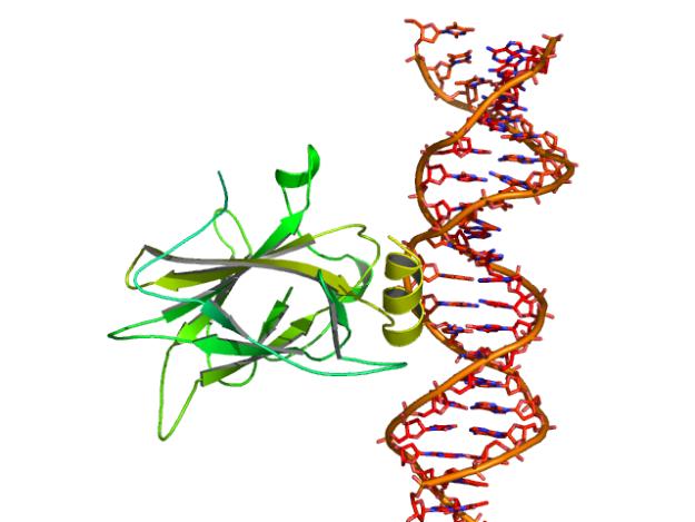 Crystal structure of DA with P53 protein bound The structural variability of DA is limited. Proteins can adopt many structures; predicting what a protein will look like from its sequence is hard.