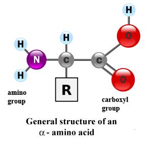 Structure of Proteins Monomer Amino acid Contain an amino group and a carboxyl group Interact to give a protein its shape and function Peptide