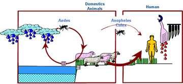 Transovarial transmission (Aedes)