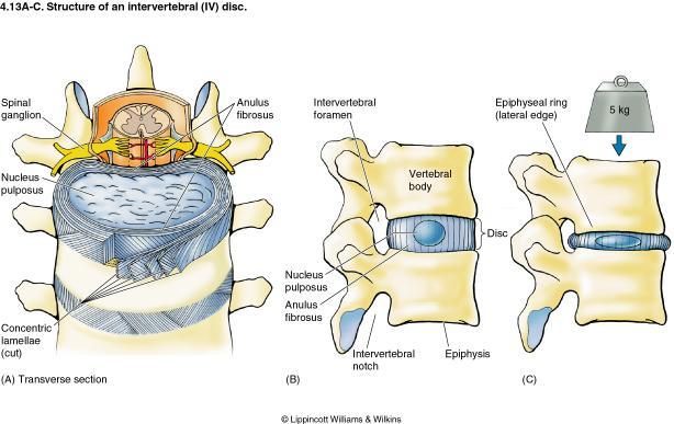 P a g e 2 Anatomy: Innervation of the disc There is amble evidence going back many years that the intervertebral disc is innervated; this is reviewed by Bogduk (1994, 1997).