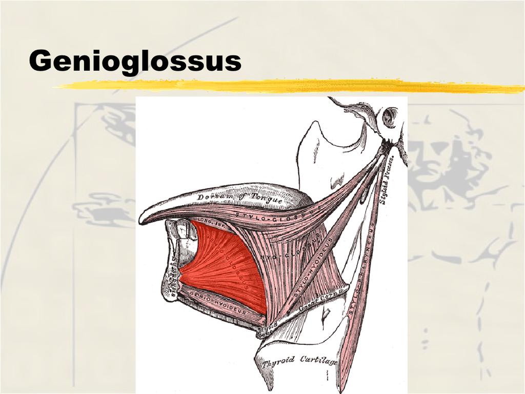 Hyoglossus Genioglossus Origin - greater cornu of hyoid Origin - inner surface of mandible, mental spines Insertion -