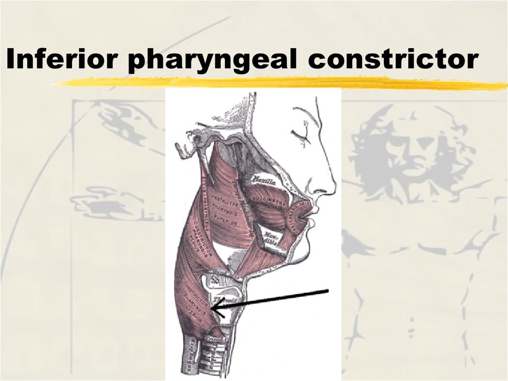 Cranial XII (hypoglossal) motor branch Function - elevate hyoid depresses tongue Function - elevate hyoid depresses,