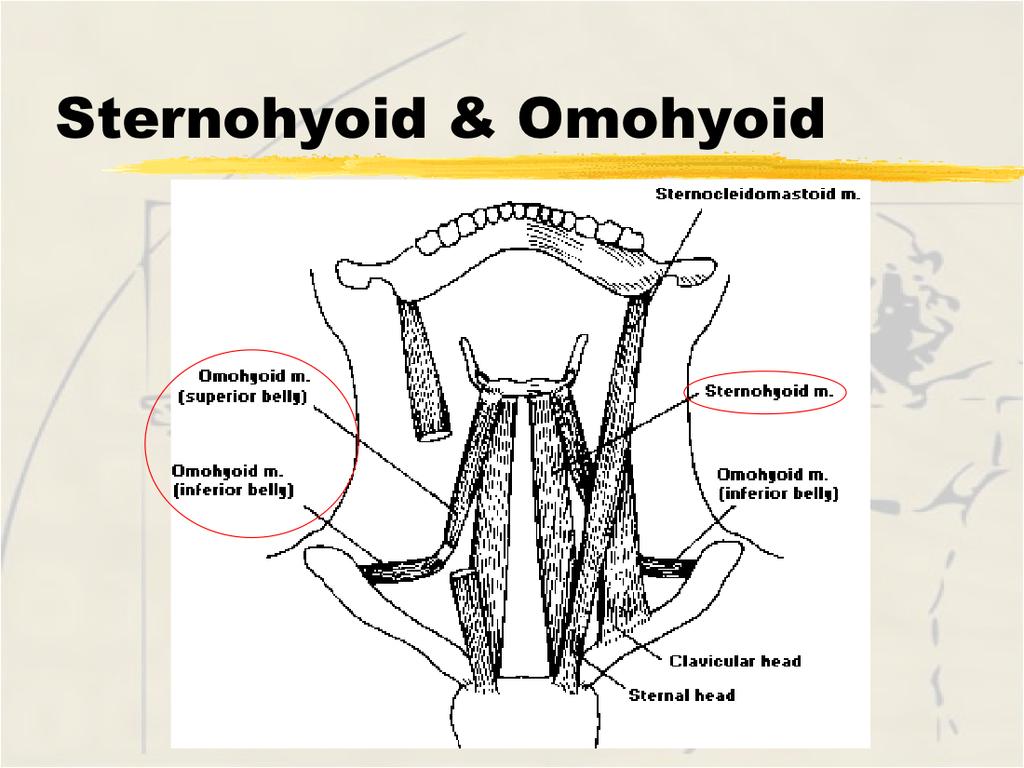Sternohyoid Origin - manubrium sterni and clavicle Insertion - inferior margin of hyoid corpus Innervation - ansa cervicalis from C1-C3 Function - depresses hyoid Omohyoid,