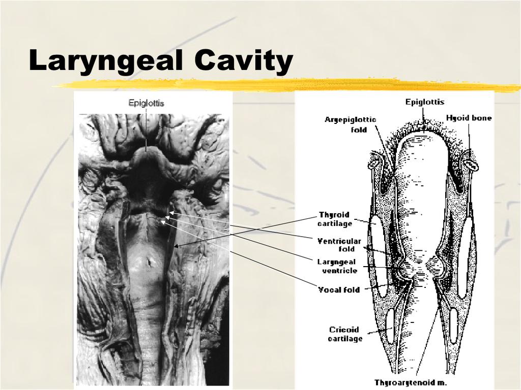 lateral thyrohyoid ligament, and median thyrohyoid 3.