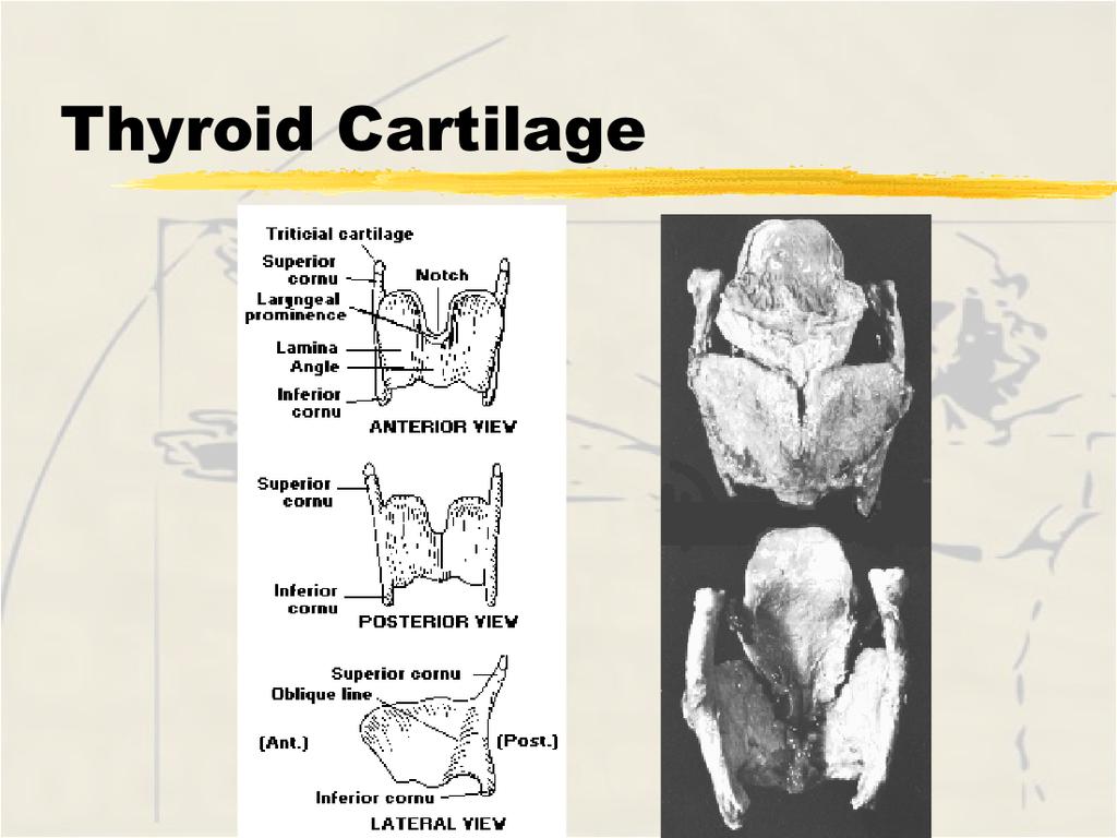 aryepiglottic folds - provide support for membranous