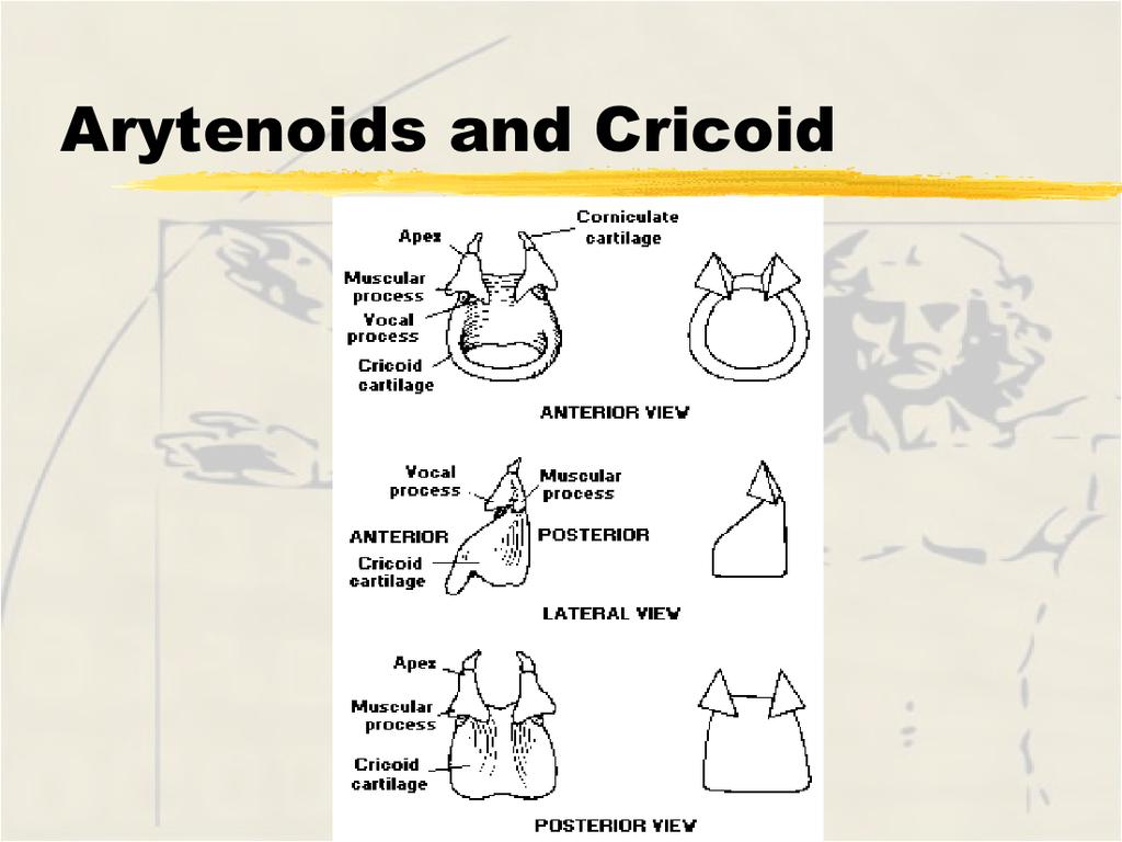 Arytenoids - one of most important of larynx rest on posteriolateral surface of cricoid 1. apex - below corniculate cartilages 2.