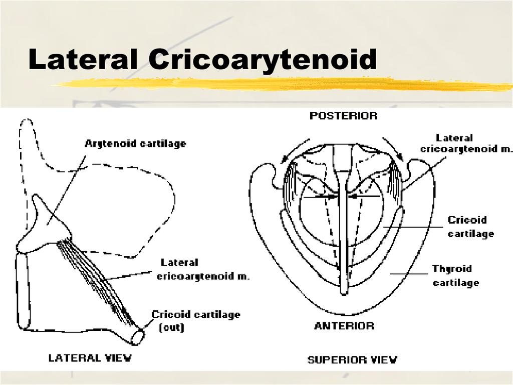 Origin - superior-lateral surface of cricoid cartilage Insertion - muscular process of the arytenoid