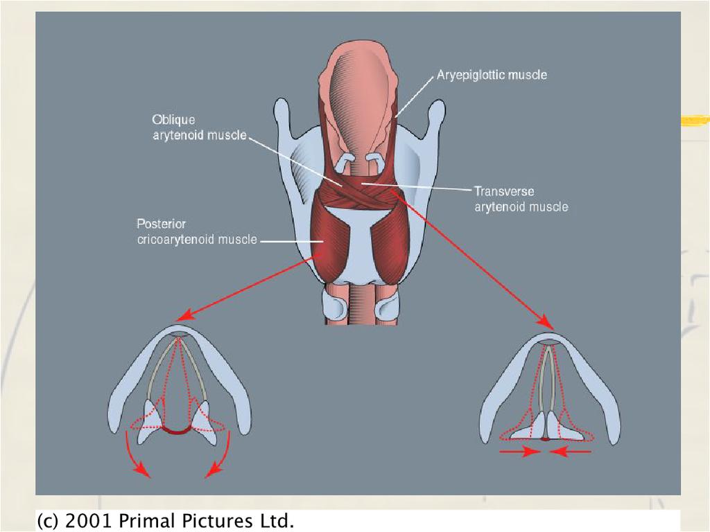 surface opposite arytenoid Innervation - X (vagus), recurrent laryngeal nerve Function - adducts vocal folds