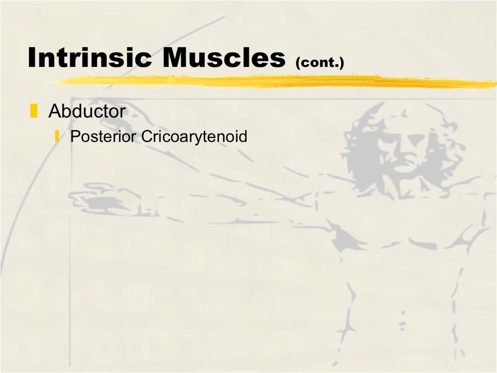 Posterior Cricoarytenoids Origin - posterior cricoid lamina Insertion - posterior aspect of muscular process of arytenoid