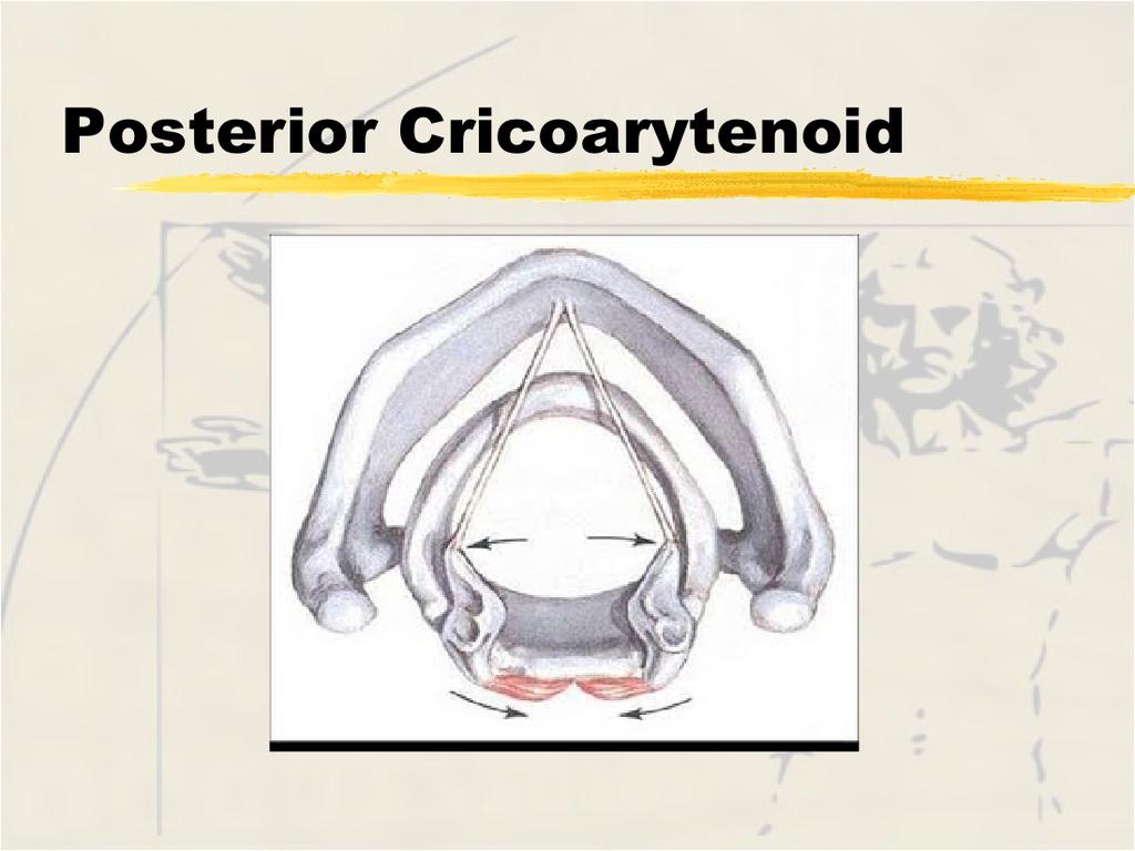 Cricothyroid pars recta Origin - anterior surface of the cricoid beneath arch Insertion - thyroid between lamina and