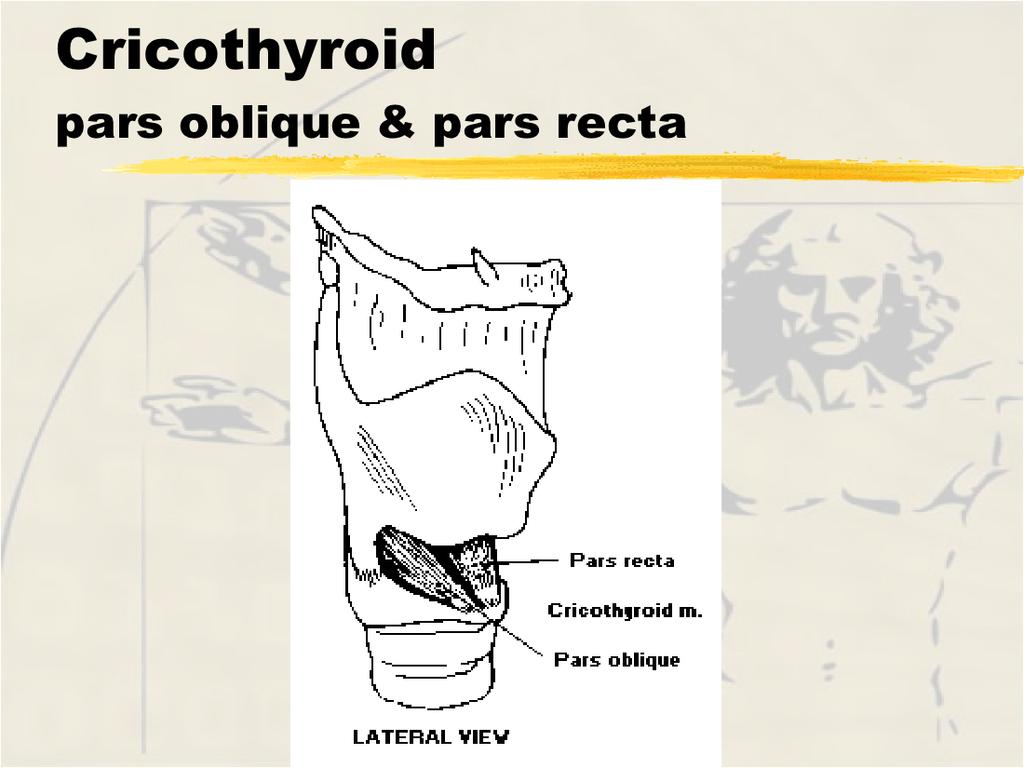 to cricoid, tense vocal folds Cricothyroid pars oblique Origin - cricoid lateral to pars recta Insertion - lower surface