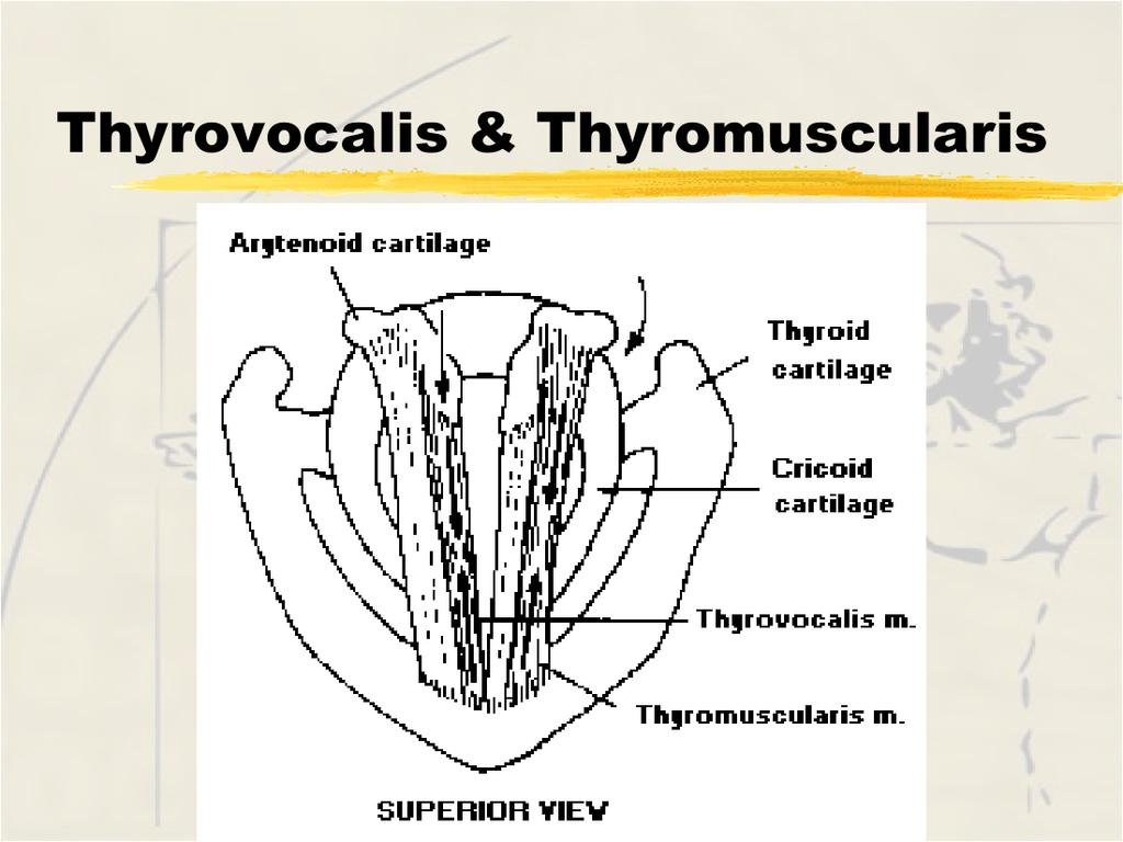 Thyrovocalis (medial thyroarytenoid) Origin - inner surface thyroid cartilage near notch Insertion - lateral surface of arytenoid vocal process Innervation - X (vagus) recurrent laryngeal nerve