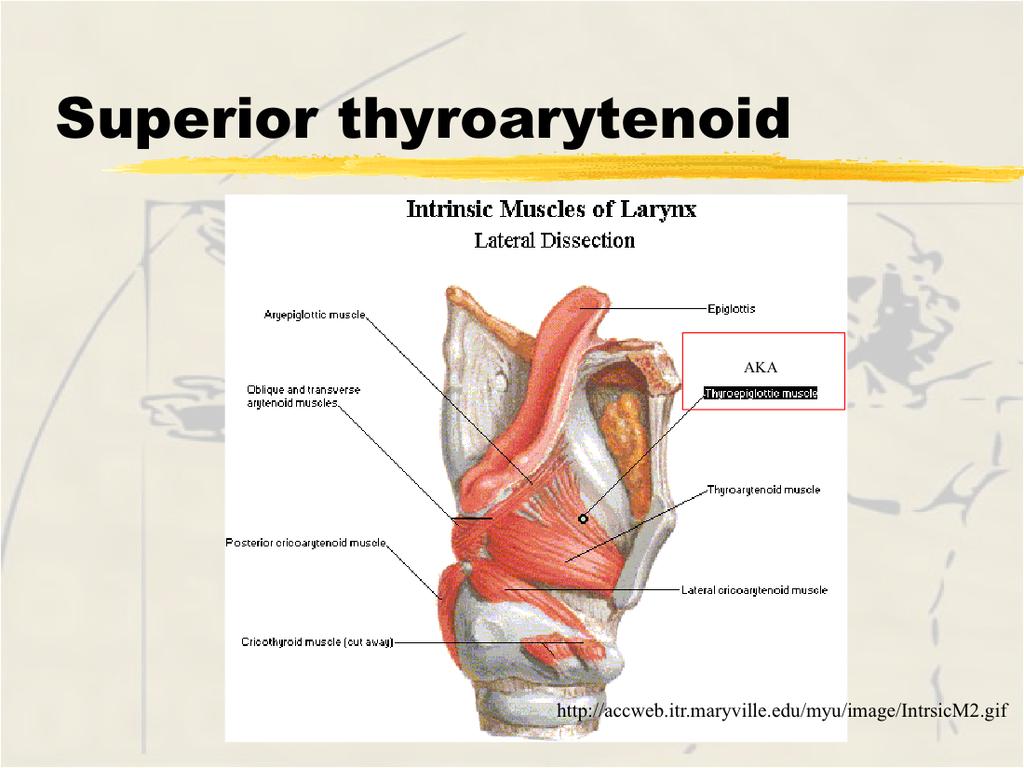 (vagus) recurrent laryngeal nerve Function - relaxes vocal folds Superior thyroarytenoid (thyroepiglottis) Origin - inner surface thyroid cartilage near angle Insertion - muscular process of
