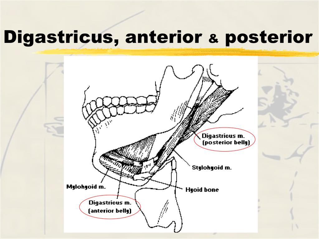 Diagastricus anterior (also considered muscles of mastication) Stylohyoid Origin - inner surface of mandible near symphysis Origin - styloid