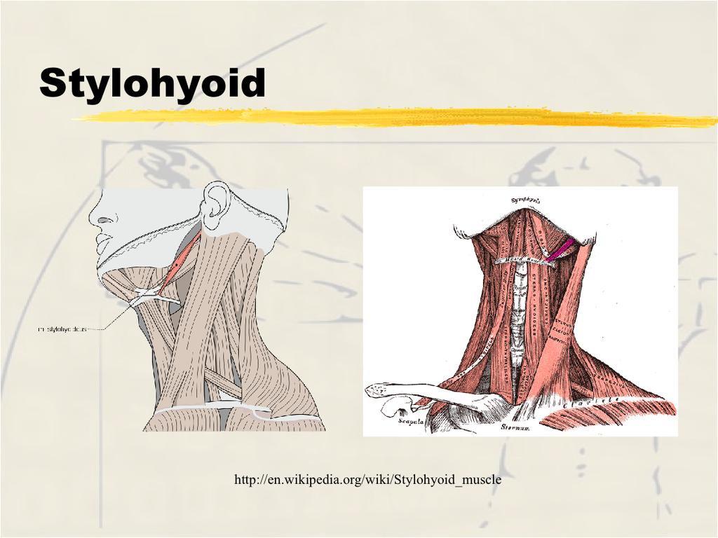 mandibular branch (via mylohyoid branch of Innervation - Cranial VII (Facial), motor branch Function - elevates and retracts the hyoid bone