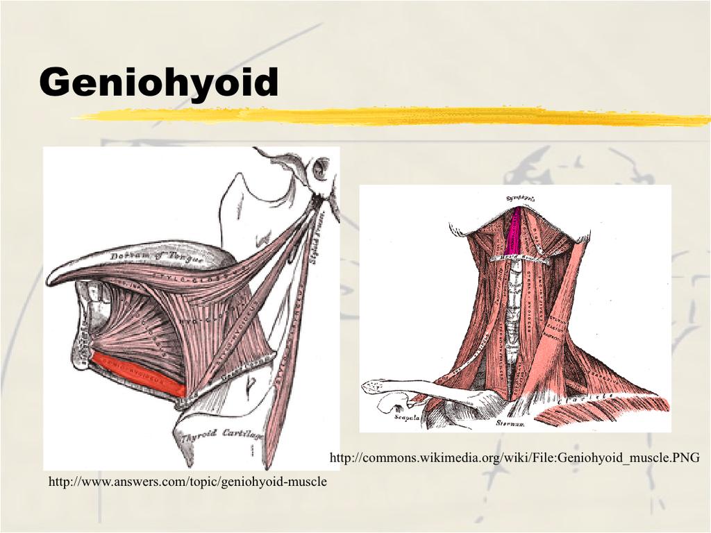 Geniohyoid Origin - inner surface of mandible, mylohyoid line Origin - inner surface of mandible, mental spines Insertion - corpus hyoid