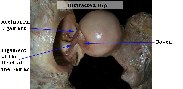 Ligamentous and Cartilogenous Structures for the Hip and Pelvic Girdle Sacroiliac Joint Hip Joint
