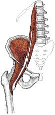 Hip Muscles Anterior Rectus Femoris