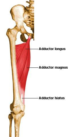 Hip Muscles Medial Adductor Brevis