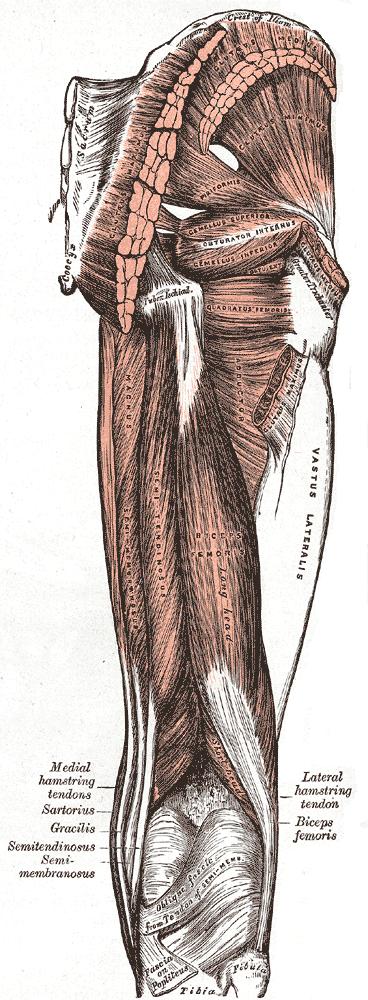 Hip Muscles Lateral Gluteus Medius Gluteus Minimus Tensor Fascia Lata Six Intrinsic External Rotators