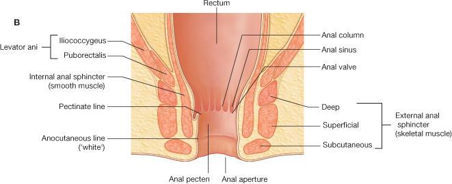 Perineum Muscles External anal sphincter (skeletal muscle) N: Inferior Anal Nerve (S2-S4)