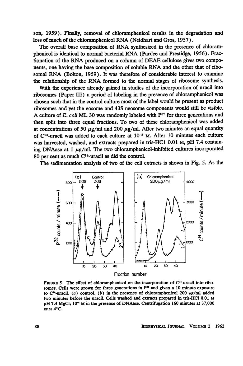 son, 1959). Finally, removal of chloramphenicol results in the degradation and loss of much of the chloramphenicol RNA (Neidhart and Gros, 1957).