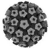 Vaccines Current HPV vaccines are produced using recombinant technology, by inserting the L1 gene into a host (e.g. yeast or baculovirus), which then produces L1 proteins in abundance.