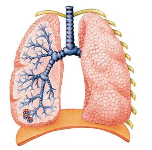 trachea bronchi bronchioles alveoli diaphragm The Path of Air Your diaphragm pulls down, causing the lungs to expand.
