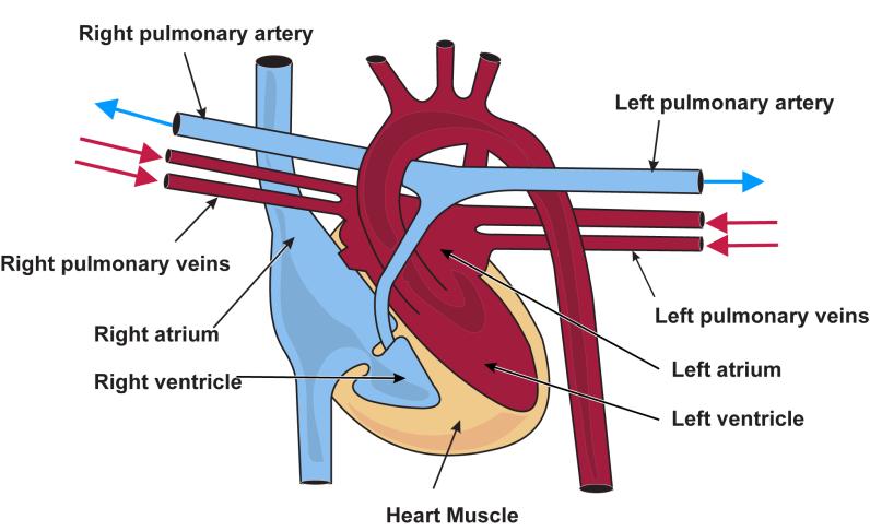 Pulmonary Circulation Red portion of heart and red blood vessels carry