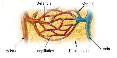 Organization of Arteries,