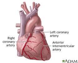 Coronary Circulation Vessels deliver oxygen rich blood to the heart Highly