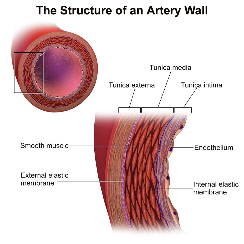 Arteries Have a thick outer layer of longitudinal collagen and elastin fibers To avoid leaks and bulges Thick walled To withstand high pressure Narrow Lumen Maintains high pressure