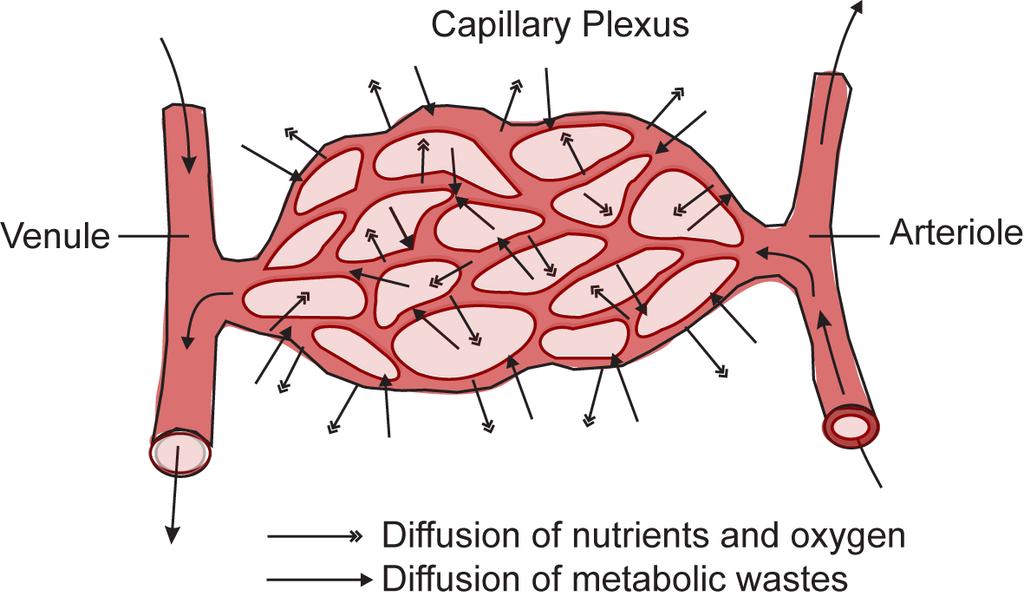 Capillaries Connect arteries to veins Wall is one cell thick Thus short distance for diffusion to occur Thin-walled Porous Allows plasma to leak out and form tissue fluid Phagocytes can also pass