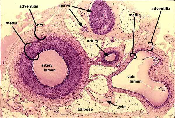 Histology of Arteries & Veins