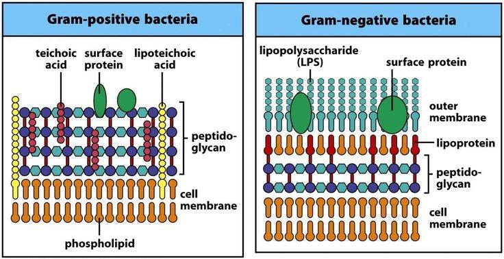 Gram (+) vs. Gram (-) Bacteria Most pathogenic bacteria in humans are Gram-positive organisms.