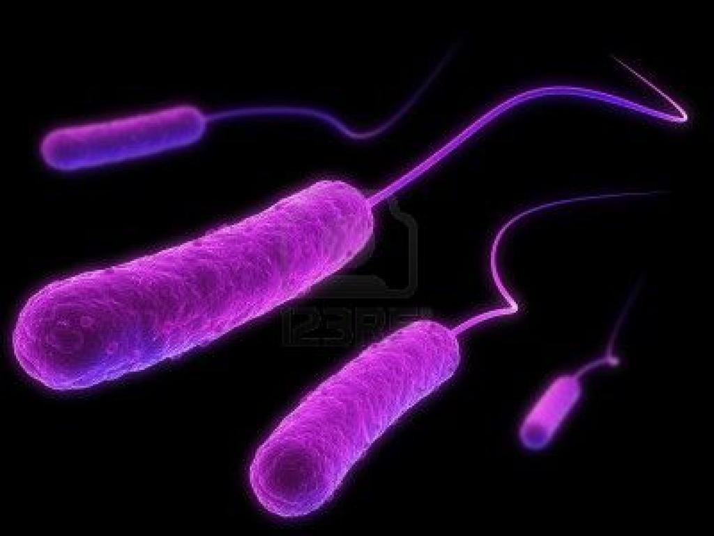 Escherichia coli gram-negative bacteria One of the most common forms
