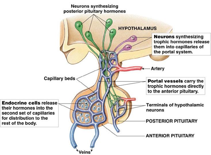 BLOOD SUPPLY OF PITUITARY GLAND ARTERIES: Superior & inferior hypophyseal arteries