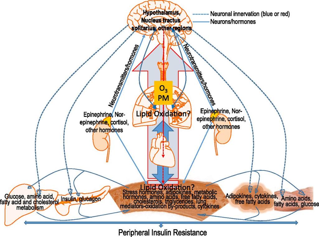 Potential mechanisms: Air pollution induced IR and diabetes. Urmila P.