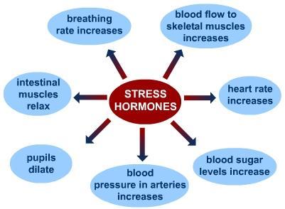Stress Hormones Cortisol primary stress hormone Increases: sugars in blood & brain s use of it, ability to repair tissues Hubert et al.