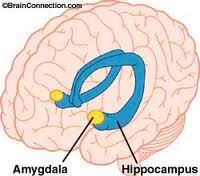 Emotional enhancement of memory: the amygdala Here's some interesting recent data on emotion and memory from Lauren.