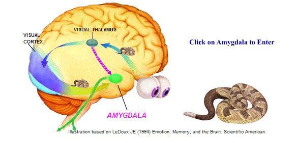 Amygdala Activation is an