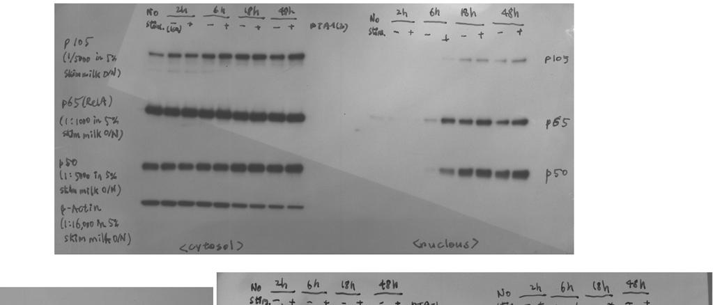 Original gel images for Figure 6a kda 130 95