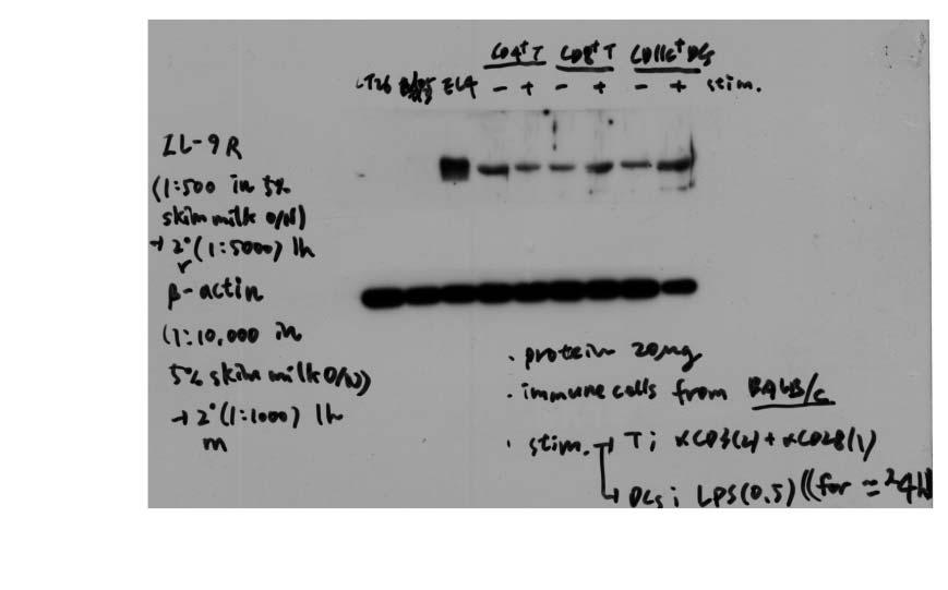 Original gel images for Supplementary Fig.