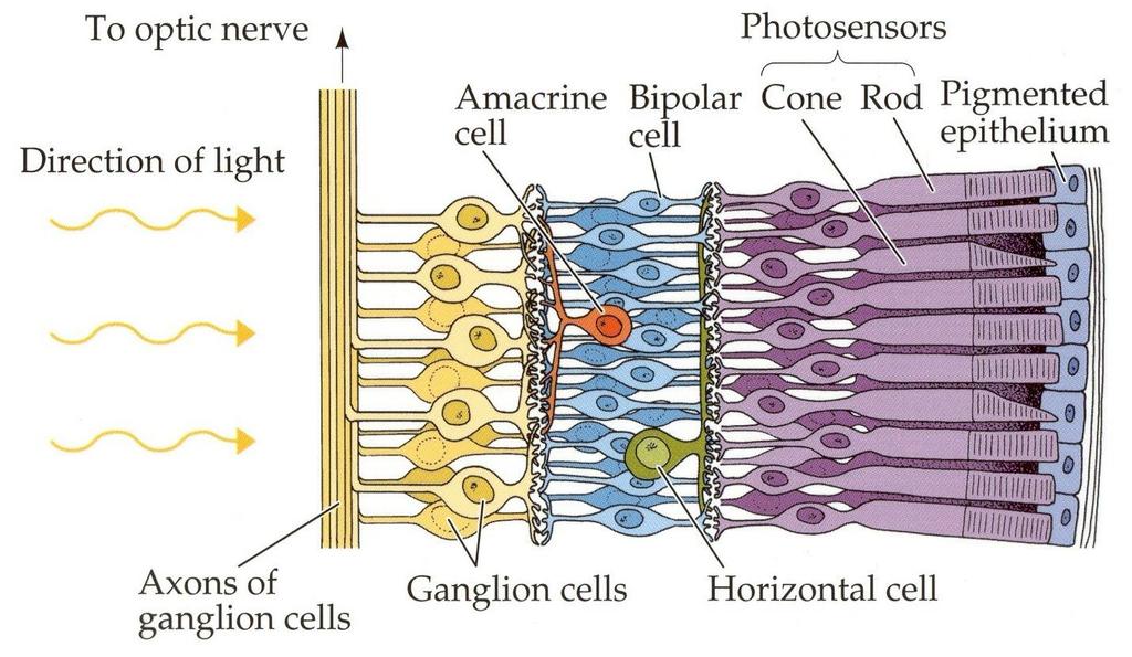 - Impulses from the rods and cones are transmitted to bipolar cells, to amacrine cells, then to ganglion cells, which converge at the