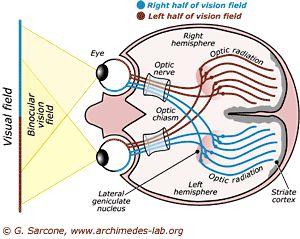 - At the optic chiasm medial fibers of the optic nerve cross to the other side